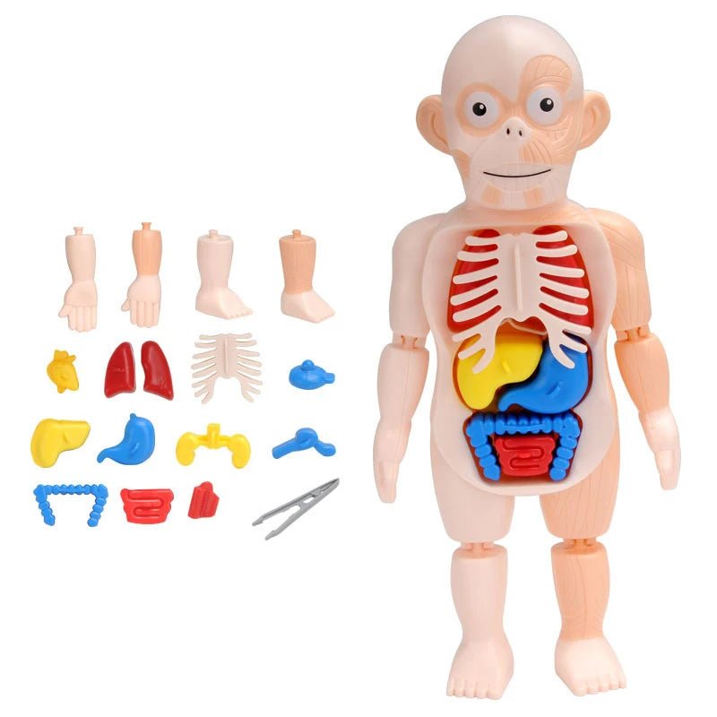 The VisceraVox™3D Human Body Torso Model & Organ Assembly STEM Learning Kit - Detour Finds
