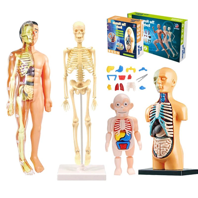 The VisceraVox™3D Human Body Torso Model & Organ Assembly STEM Learning Kit - Detour Finds