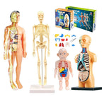 The VisceraVox™3D Human Body Torso Model & Organ Assembly STEM Learning Kit - Detour Finds