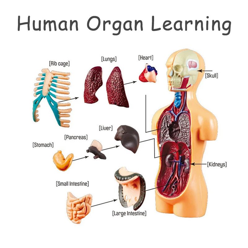 The VisceraVox™3D Human Body Torso Model & Organ Assembly STEM Learning Kit - Detour Finds