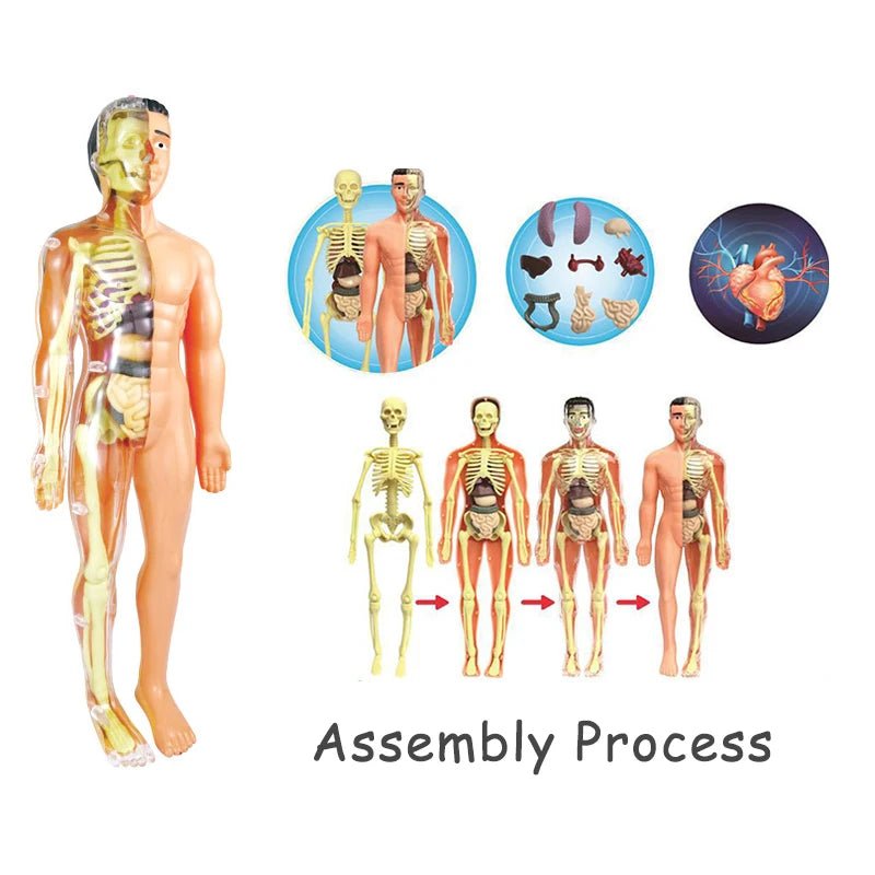 The VisceraVox™3D Human Body Torso Model & Organ Assembly STEM Learning Kit - Detour Finds