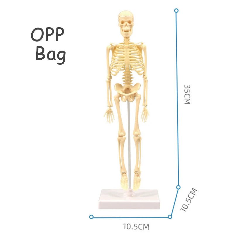 The VisceraVox™3D Human Body Torso Model & Organ Assembly STEM Learning Kit - Detour Finds
