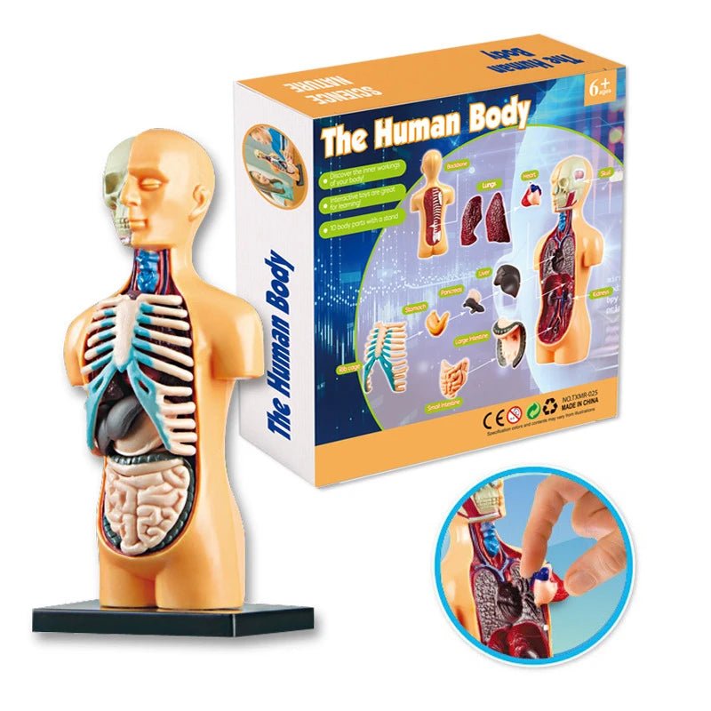 The VisceraVox™3D Human Body Torso Model & Organ Assembly STEM Learning Kit - Detour Finds