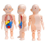 The VisceraVox™3D Human Body Torso Model & Organ Assembly STEM Learning Kit - Detour Finds