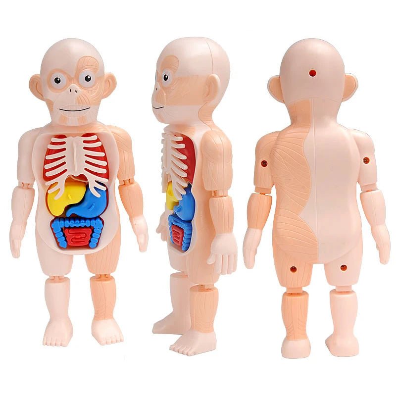 The VisceraVox™3D Human Body Torso Model & Organ Assembly STEM Learning Kit - Detour Finds