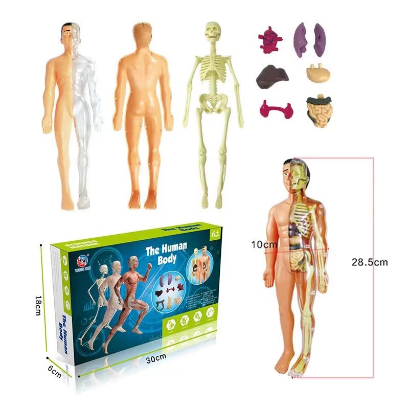 The VisceraVox™3D Human Body Torso Model & Organ Assembly STEM Learning Kit - Detour Finds