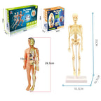 The VisceraVox™3D Human Body Torso Model & Organ Assembly STEM Learning Kit - Detour Finds
